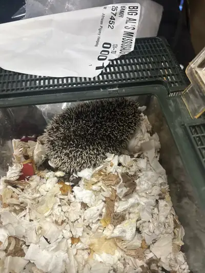 hedgehog need rehomed asap, View more