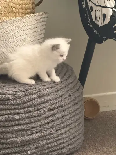 Ragdoll  4 kitten ready forever home ￼￼in Ottawa, View more