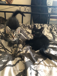 2 handsome kittens!