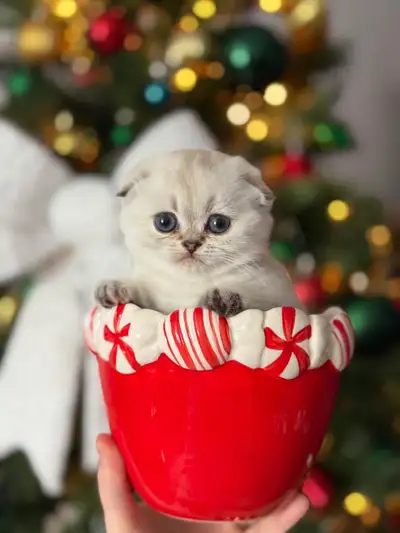 Scottish Fold pure race - Femelle Yeux bleu, View more