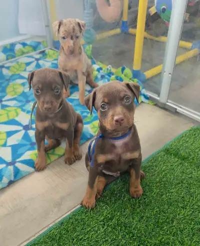 miniature pinscher puppies, View more