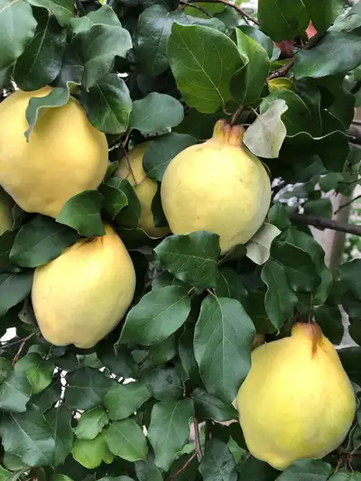 Quince Fruit, View more