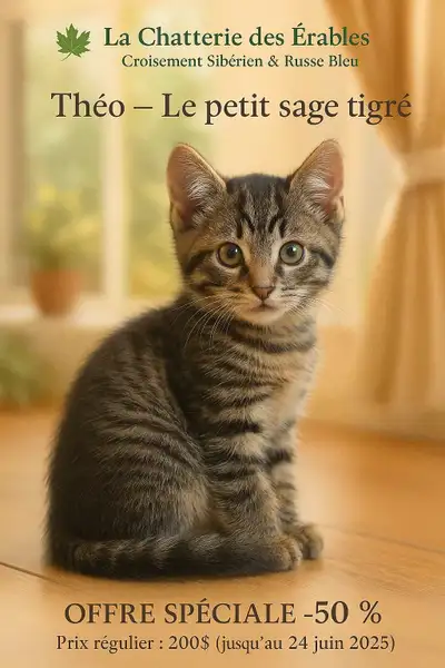 Chatons hypoallergènes, View more