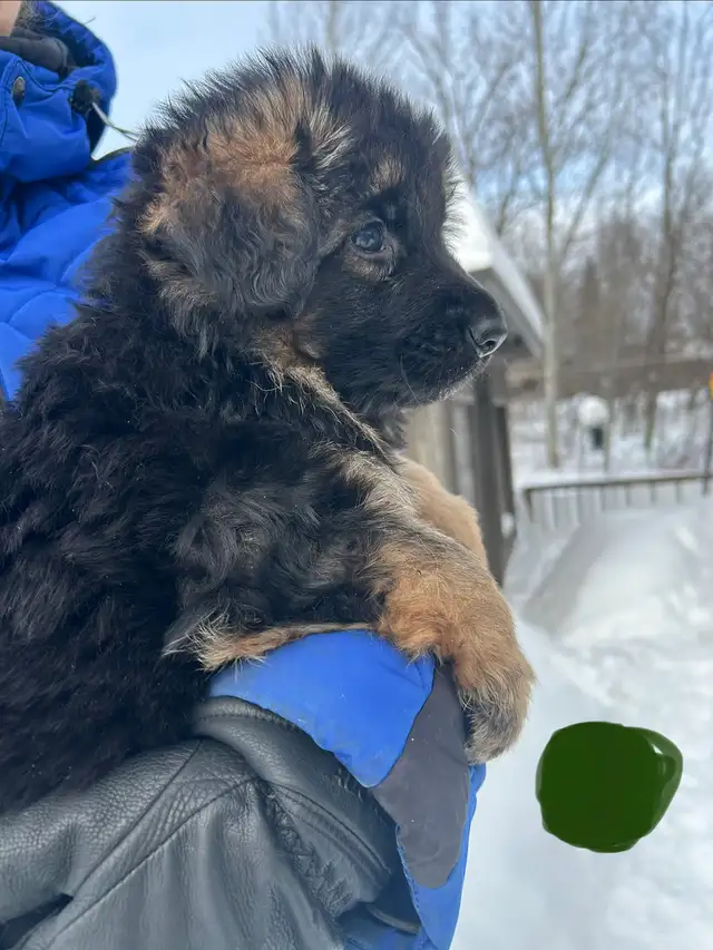 Chiots bergers allemands in Dogs & Puppies for Rehoming in Québec City - Image 3