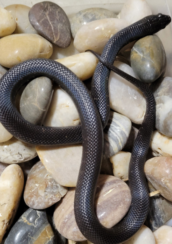 Mexican black kingsnake in Reptiles & Amphibians for Rehoming in Mississauga / Peel Region