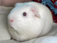 BOINK. 18-Month-Old, Gentle, Charming and Super Cute Guinea Pig