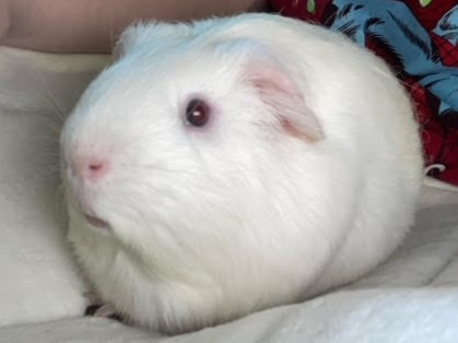 BOINK. 18-Month-Old, Gentle, Charming and Super Cute Guinea Pig in Small Animals for Rehoming in Oshawa / Durham Region