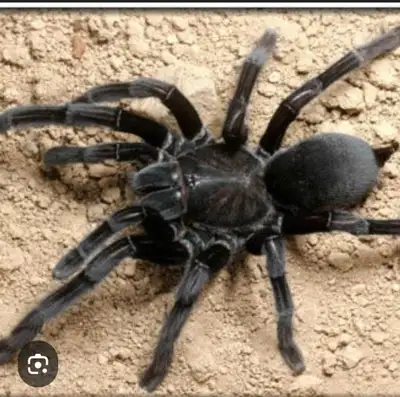 Looking for this specific Tarantula, Brazilian Black. G Pulchra must be female. Pls contact for size...