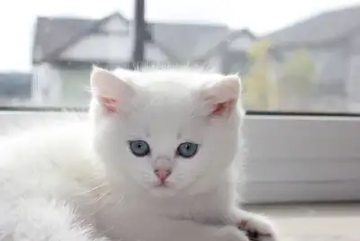 Purebred British Shorthair Chinchilla Kittens – Blue Eyes, View more