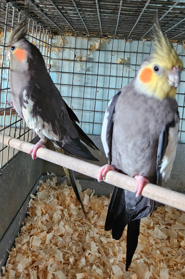 Breeding pairs of cockatiels in Birds for Rehoming in St. Catharines - Image 2