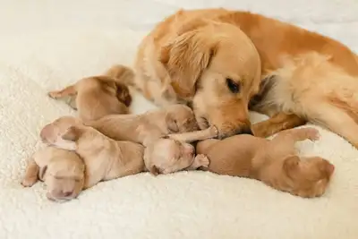 Golden Retriever puppies for sale, View more