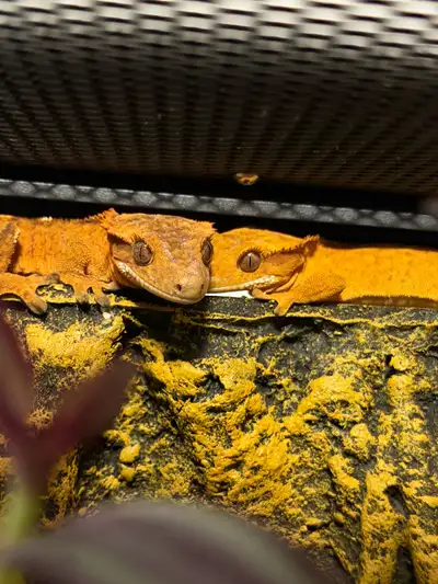 Reptile Rescue, View more