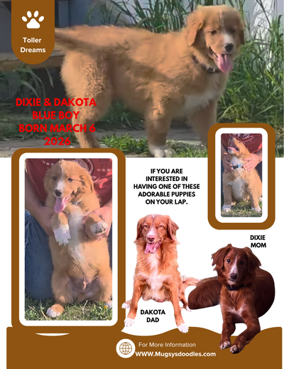 Nova Scotia Duck Toller Retriver, View more