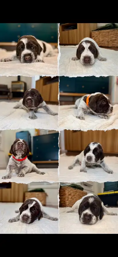 Wirehaired Pointing Griffon Puppies, View more