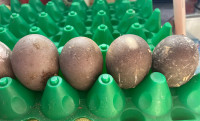 Fertilized Duck Eggs for Hatching