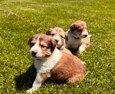 Maremma x Rough Collie Puppies, View more
