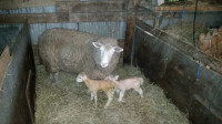 Dorset Ewe with Twin Ram Lambs at side