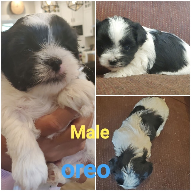 Maltese/shitzu Dogs & Puppies for Rehoming Chilliwack Kijiji