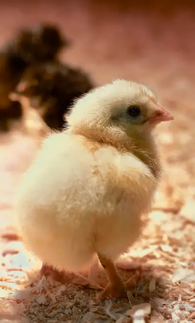 chicks available , View more