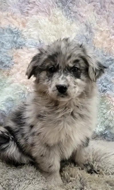 Aussie Border Collie x Lab puppies, View more