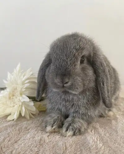 Couleurs RARE - bébé lapin bélier hollandais nain pure race , View more
