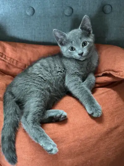3 chatons , View more