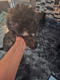 Adorable male shih tzu puppy