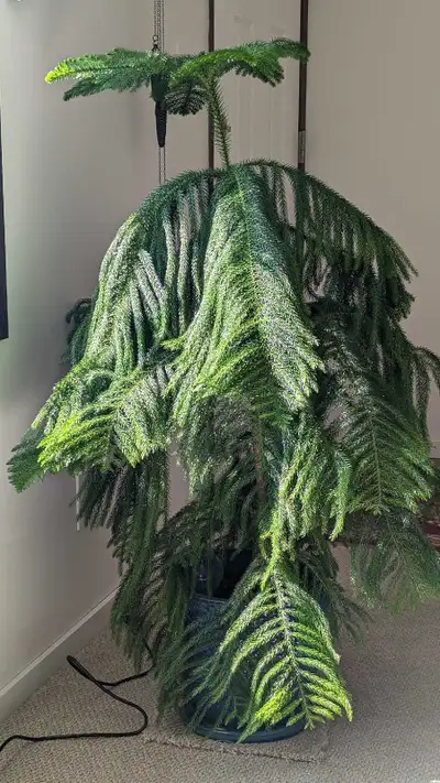 4 foot norfolk pine in a beautiful ceramic pot.