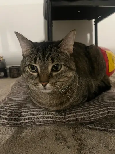 Cat for adoption , View more