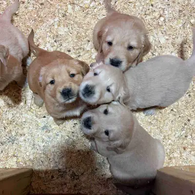 Golden Retriever Puppies, View more