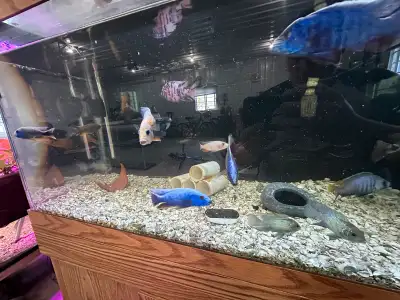 African Cichlids *Lots of beautiful ones”, View more