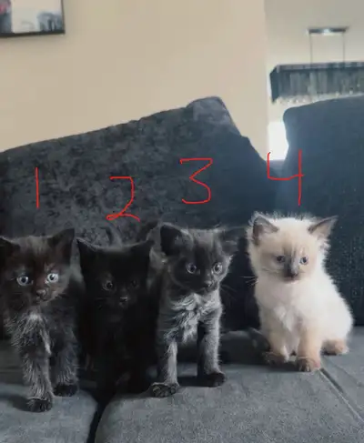 KITTENS AVAILABLE – READY FOR THEIR FOREVER HOMES!, View more
