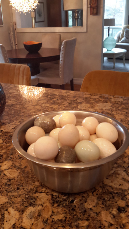 Furtile fresh duck eggs $10 dozen in Livestock in Peterborough - Image 4