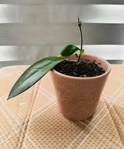 Hoya Plant, View more
