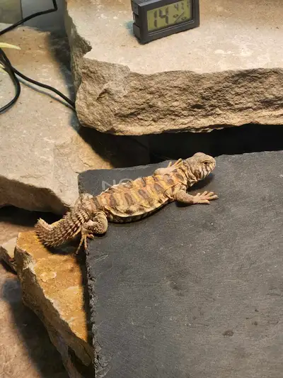 bébé uromastyx ornata, View more