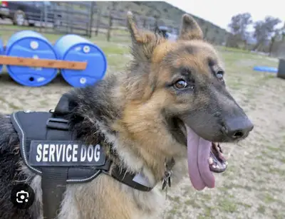 NEW!!! PROFESSIONAL DOG TRAINING AND SERVICE DOG TRAINING, View more