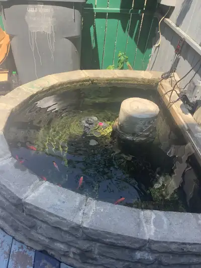 POND RAISED GOLD FISH AND PLECOS, View more