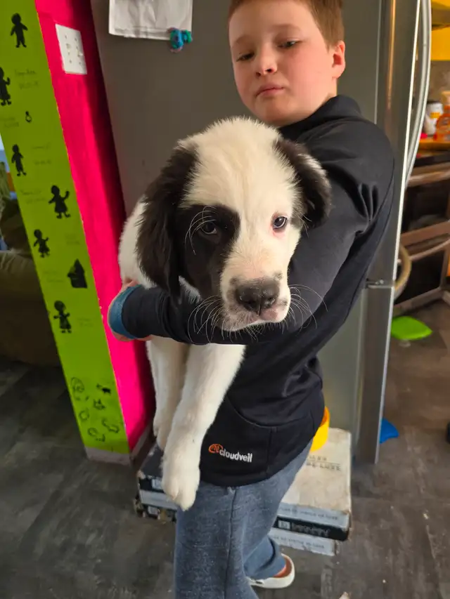 Chiot Terre-Neuve / Saint-Bernard - Vacciné / Vermifugé / Microp in Dogs & Puppies for Rehoming in Drummondville - Image 3