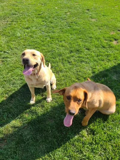 We have 9 gorgeous Labrador puppies looking for their forever families! These pups are raised with l...