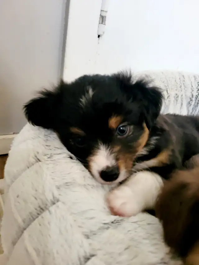 Toy/Mini Australian Shepard puppies in Dogs & Puppies for Rehoming in Edmonton - Image 8