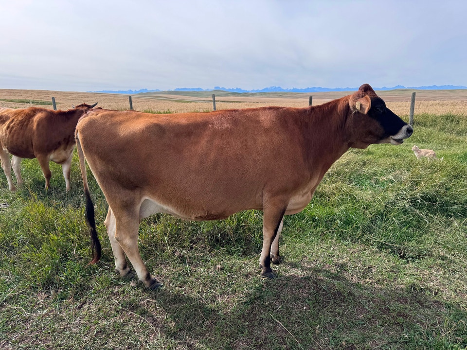 Jersey cow | Livestock | Lethbridge | Free local classifieds - Kijiji