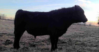 Yearling Black Angus Bull