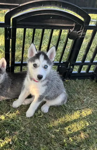 Purebred Siberian husky puppies!!!, View more