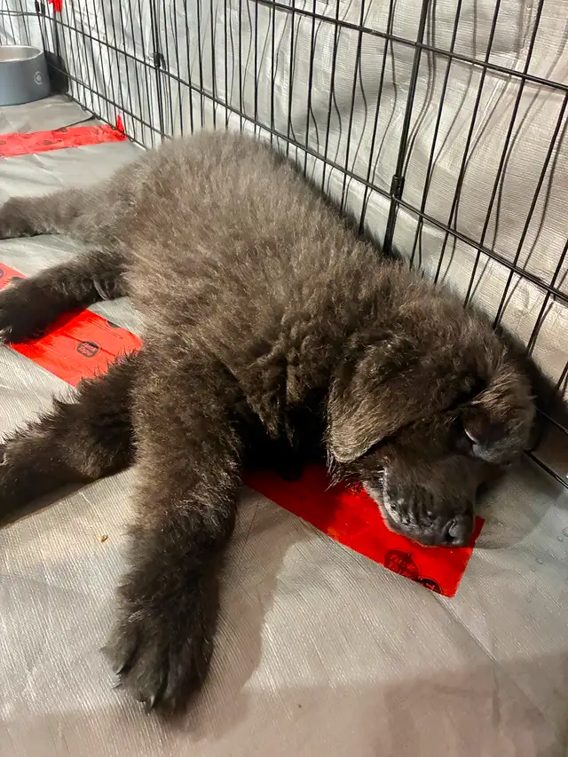 Chiots Terre-Neuve in Dogs & Puppies for Rehoming in City of Montréal - Image 7