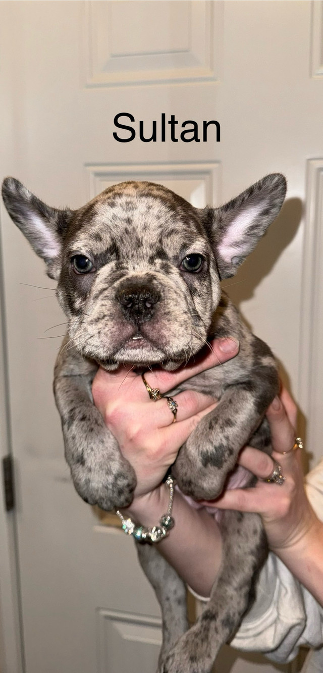 French bulldog puppies  ready to go  in Dogs & Puppies for Rehoming in Edmonton - Image 2