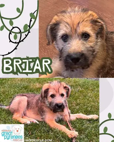 Independent, Playful- Briar, View more