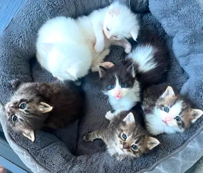 Maine Coon x Persian fluffy gorgeous kittens, View more