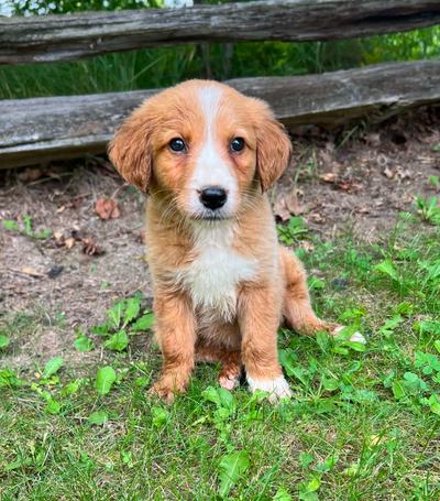 Golden Retriever/Lab puppies, View more