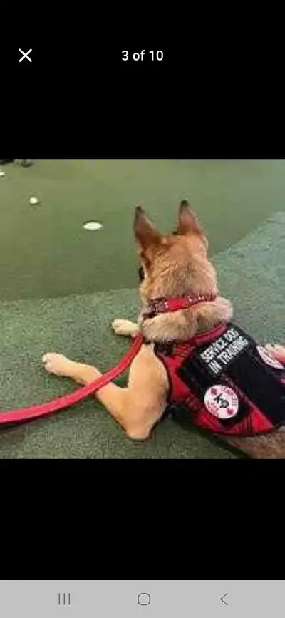 Affordable certified master obedience training , View more