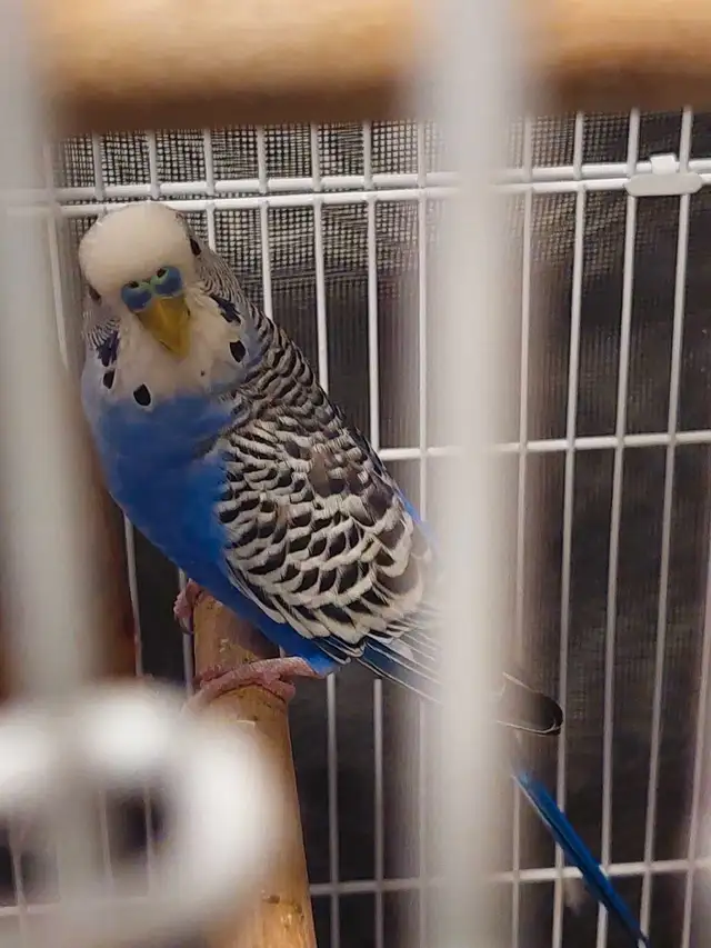 Budgies with cage in Birds for Rehoming in Markham / York Region - Image 6